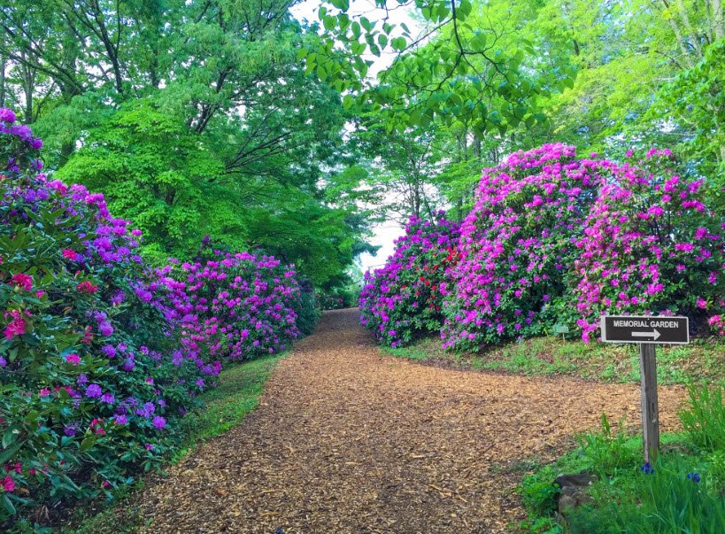 Fred Hamilton Rhododendron Garden, United States